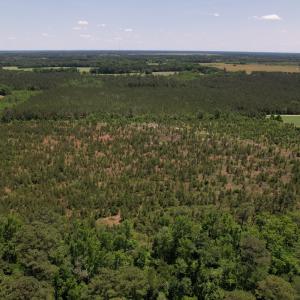 Photo #6 of Off Shannon Road, Shannon, NC 51.9 acres