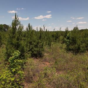 Photo #33 of Off Shannon Road, Shannon, NC 51.9 acres