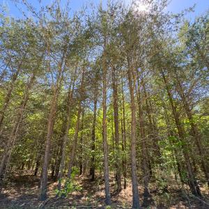 Photo #8 of Lot-4 - Off Wilson Road, Providence, NC 5.7 acres