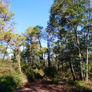 Photo #16 of Off Dunbar Canal Rd - Lot #44, Currituck, NC 60.0 acres