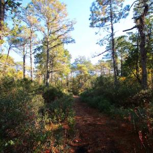 Photo #23 of Off Dunbar Canal Rd - Lot #44, Currituck, NC 60.0 acres