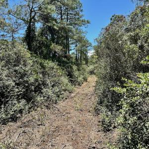 Photo #37 of Off Dunbar Canal Rd - Lot #44, Currituck, NC 60.0 acres