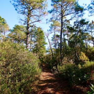 Photo #39 of Off Dunbar Canal Rd - Lot #44, Currituck, NC 60.0 acres