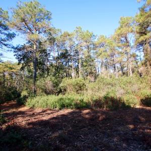 Photo #43 of Off Dunbar Canal Rd - Lot #44, Currituck, NC 60.0 acres