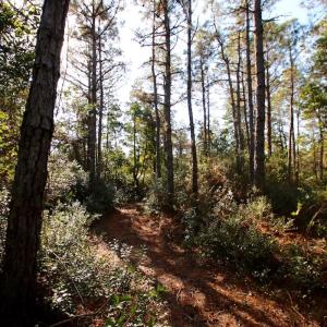 Photo #54 of Off Dunbar Canal Rd - Lot #44, Currituck, NC 60.0 acres