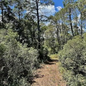 Photo #62 of Off Dunbar Canal Rd - Lot #44, Currituck, NC 60.0 acres