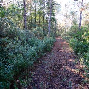 Photo #63 of Off Dunbar Canal Rd - Lot #44, Currituck, NC 60.0 acres