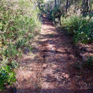 Photo #66 of Off Dunbar Canal Rd - Lot #44, Currituck, NC 60.0 acres