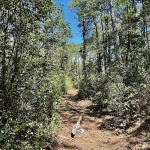 Photo #68 of Off Dunbar Canal Rd - Lot #44, Currituck, NC 60.0 acres