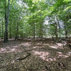 Photo #25 of Off Bobcat Ln, Franklin, VA 55.0 acres