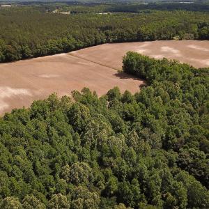 Photo #20 of Off Bobcat Ln, Franklin, VA 71.0 acres