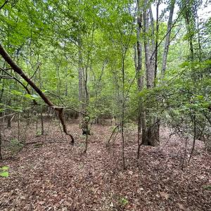 Photo #31 of Off Bobcat Ln, Franklin, VA 71.0 acres