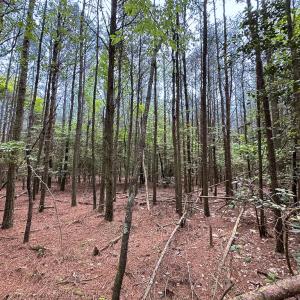 Photo #6 of Lot 8 - Off Kegotank Rd, Nelsonia, VA 1.7 acres