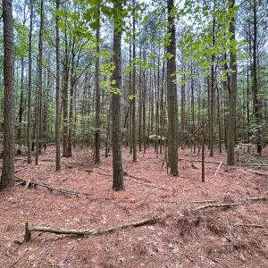 Photo #7 of Lot 8 - Off Kegotank Rd, Nelsonia, VA 1.7 acres