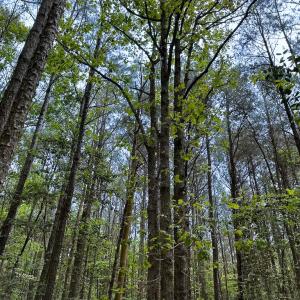 Photo #9 of Lot 8 - Off Kegotank Rd, Nelsonia, VA 1.7 acres