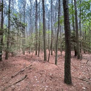 Photo #10 of Lot 8 - Off Kegotank Rd, Nelsonia, VA 1.7 acres