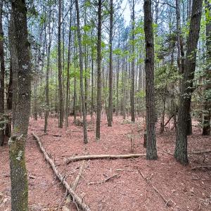 Photo #11 of Lot 8 - Off Kegotank Rd, Nelsonia, VA 1.7 acres