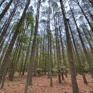 Photo #15 of Lot 8 - Off Kegotank Rd, Nelsonia, VA 1.7 acres