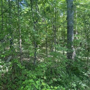 Photo #8 of Off Murray Rd, Winston Salem, NC 0.5 acres