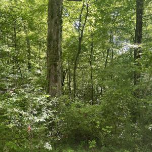 Photo #23 of Off Murray Rd, Winston Salem, NC 0.5 acres