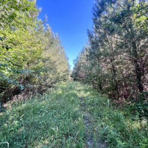 Photo #25 of Off Warrenton Embro Rd, Macon, NC 149.8 acres