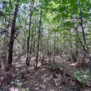 Photo #28 of Off Warrenton Embro Rd, Macon, NC 149.8 acres