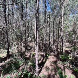 Photo #47 of Off Warrenton Embro Rd, Macon, NC 149.8 acres