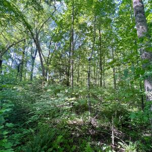 Photo #49 of Off Warrenton Embro Rd, Macon, NC 149.8 acres