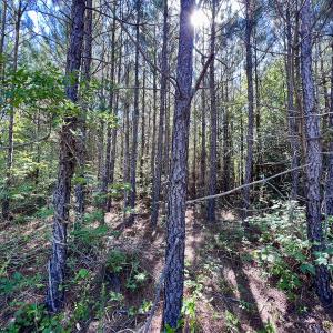 Photo #50 of Off Warrenton Embro Rd, Macon, NC 149.8 acres