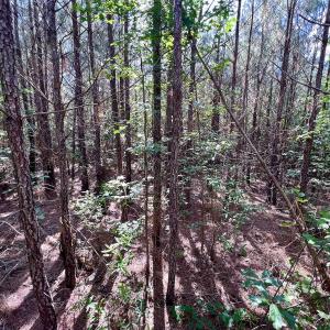 Photo #62 of Off Warrenton Embro Rd, Macon, NC 149.8 acres