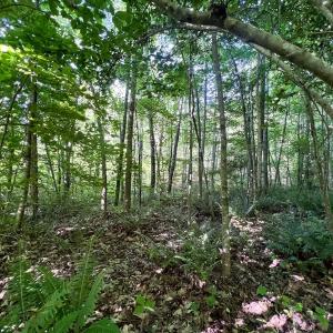 Photo #64 of Off Warrenton Embro Rd, Macon, NC 149.8 acres