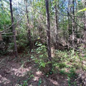 Photo #66 of Off Warrenton Embro Rd, Macon, NC 149.8 acres