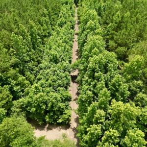 Photo #17 of Off Wilcox Ln, Vanceboro, NC 57.8 acres