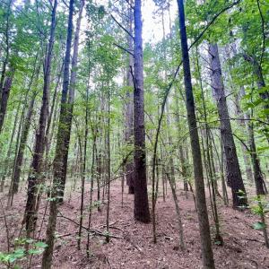 Photo #21 of Off Wilcox Ln, Vanceboro, NC 57.8 acres