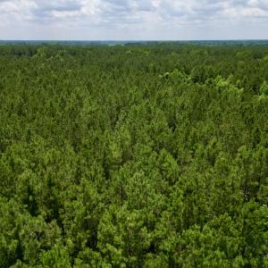 Photo #24 of Off Wilcox Ln, Vanceboro, NC 57.8 acres