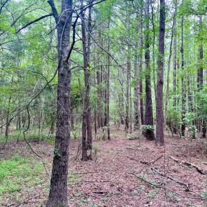 Photo #28 of Off Wilcox Ln, Vanceboro, NC 57.8 acres