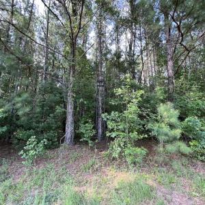 Photo #35 of Off Wilcox Ln, Vanceboro, NC 57.8 acres