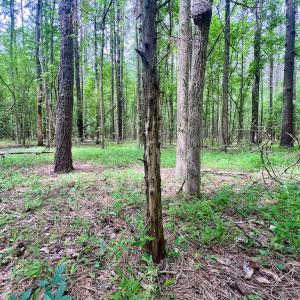 Photo #41 of Off Wilcox Ln, Vanceboro, NC 57.8 acres