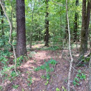 Photo #43 of Off Wilcox Ln, Vanceboro, NC 57.8 acres