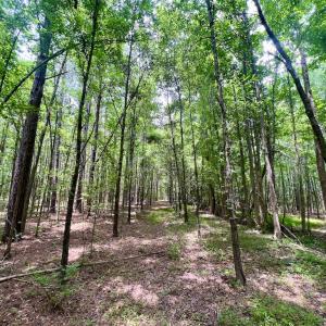 Photo #48 of Off Wilcox Ln, Vanceboro, NC 57.8 acres