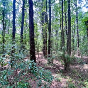 Photo #49 of Off Wilcox Ln, Vanceboro, NC 57.8 acres