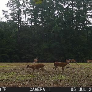 Photo #51 of Off Wilcox Ln, Vanceboro, NC 57.8 acres