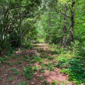 Photo #10 of Off Two Mile Desert Road, Hertford, NC 12.0 acres