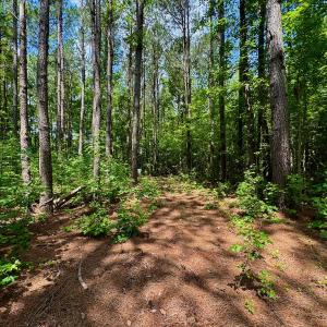 Photo #14 of Off Two Mile Desert Road, Hertford, NC 12.0 acres