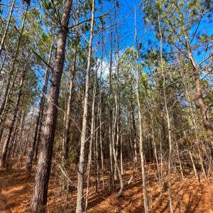 Photo #32 of Off Wilson Road - Lot 6, Providence, NC 33.5 acres
