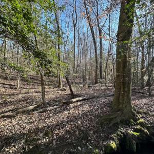 Photo #6 of SOLD property in Off Pole Run Rd, Disputanta, VA 114.0 acres