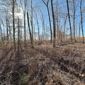 Photo #8 of SOLD property in Off Pole Run Rd, Disputanta, VA 114.0 acres