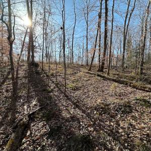 Photo #12 of SOLD property in Off Pole Run Rd, Disputanta, VA 114.0 acres