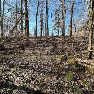 Photo #20 of SOLD property in Off Pole Run Rd, Disputanta, VA 114.0 acres