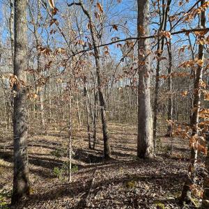 Photo #26 of SOLD property in Off Pole Run Rd, Disputanta, VA 114.0 acres